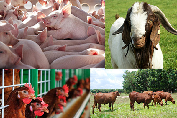 Tăng cường chỉ đạo phát triển sản xuất chăn nuôi các tháng cuối năm 2021