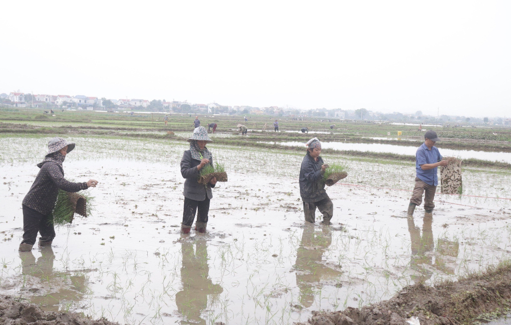 Lạng Giang 675 triệu hỗ trợ giá giống lúa sản xuất vụ Chiêm Xuân