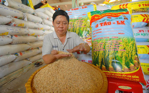 Trợ giá hơn 30 tấn thóc, ngô giống cho nông dân