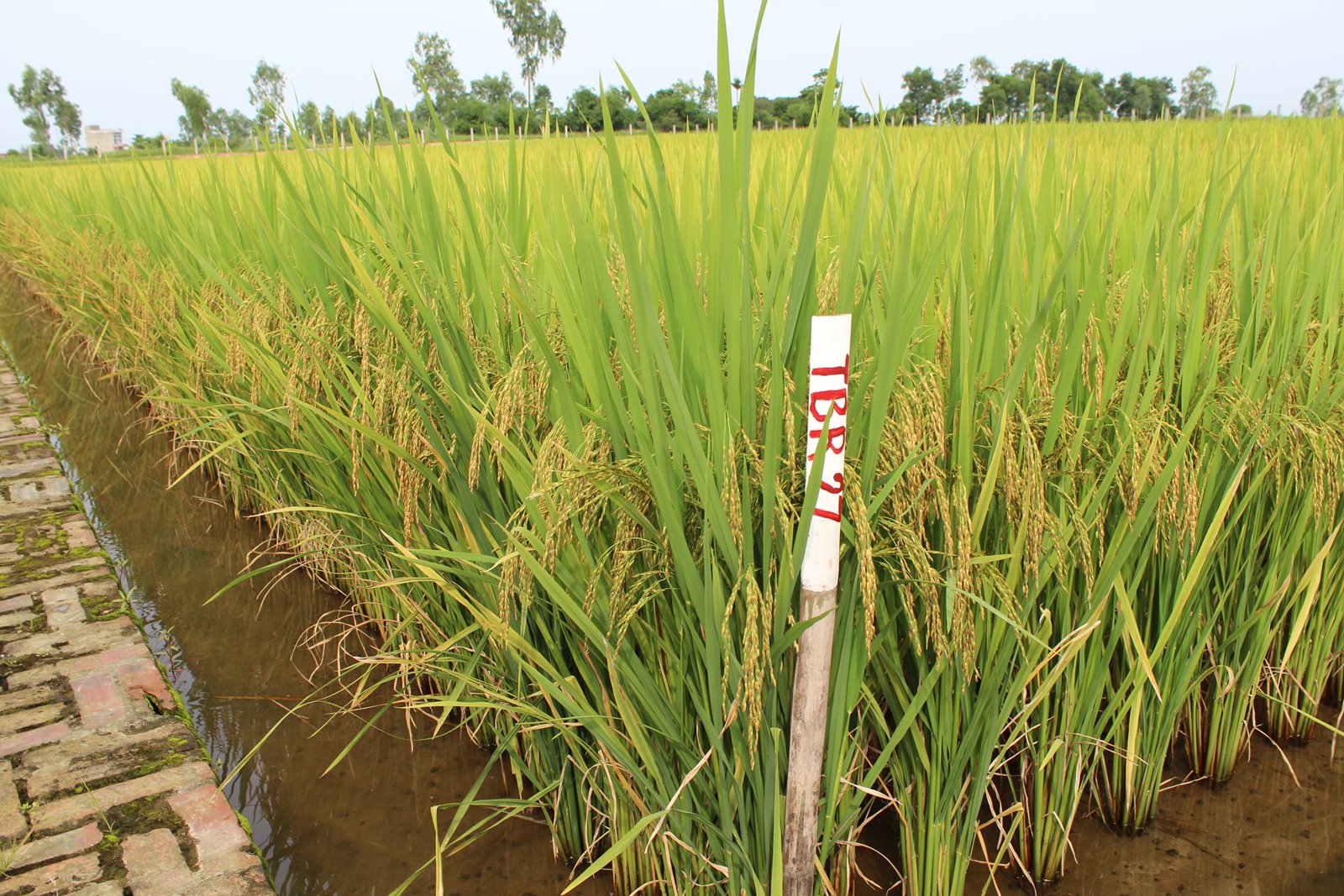 Sở Nông nghiệp và Phát triển Nông thôn tỉnh kiểm tra mô hình khảo nghiệm sản xuất giống lúa chất...